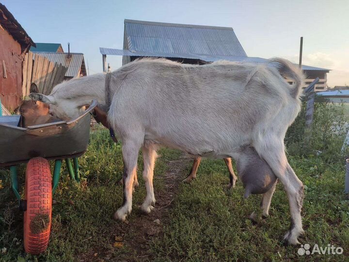 Козы