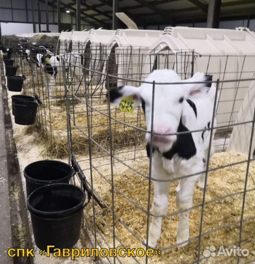 Телята. Бычки