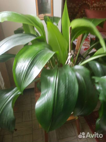Эухарис амазонская лилия