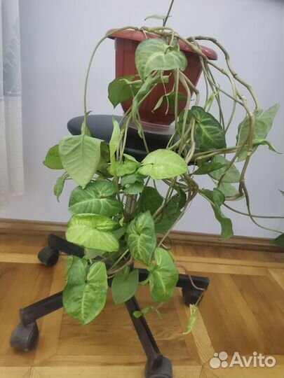 Комнатные цветы Сингониум