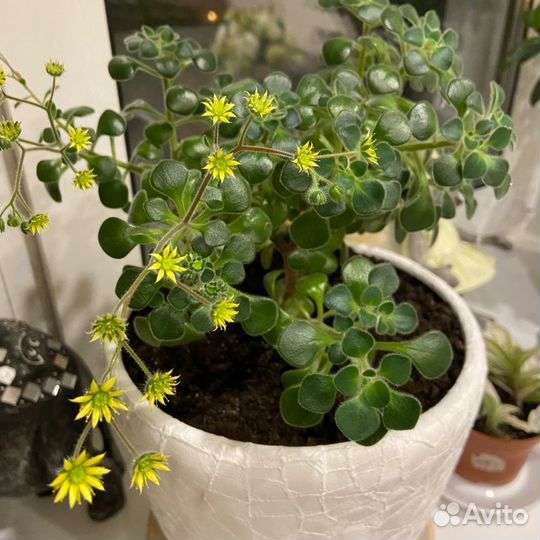 Аихризон (дерево любви)