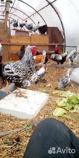 Молодые петушки