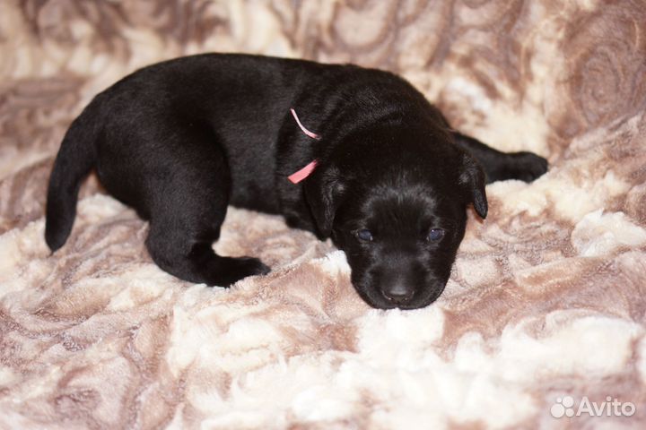 Щенки лабрадора