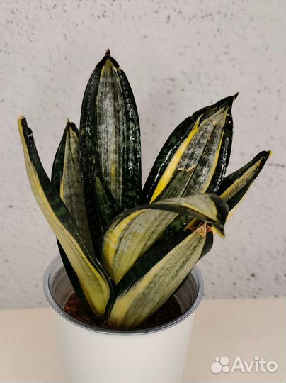 Сансевиерия ханни Зебра