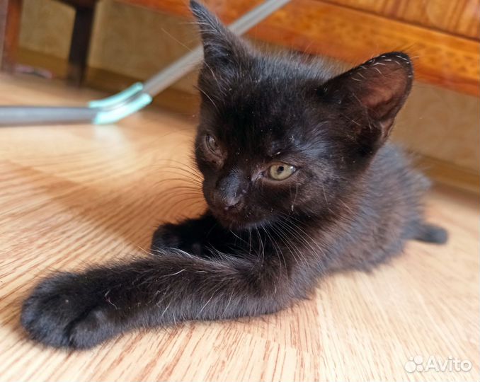 Маленький чёрный котёнок ищет дом