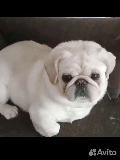 Щенки, вязки белые /крем /цветные мопсята