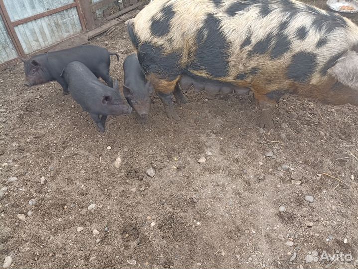 Поросята