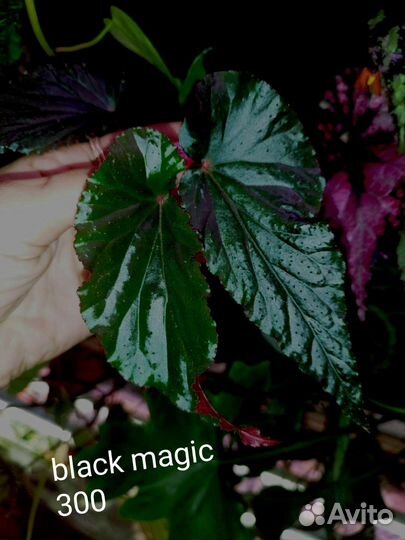 Бегонии Кейн срезы