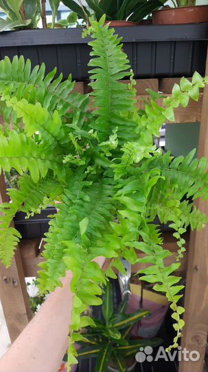 Папоротник нефролепис