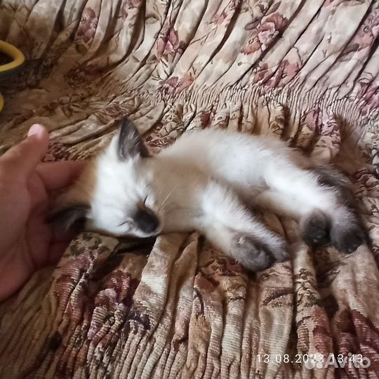 Тайские котята