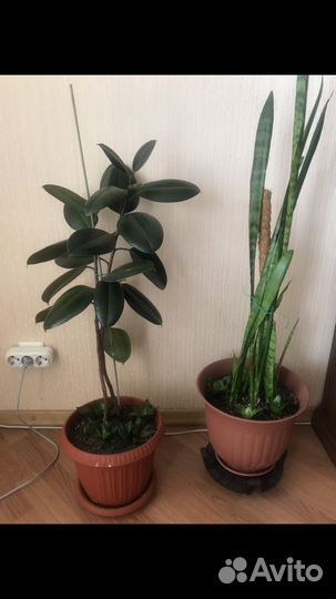 Фикус каучуконосный