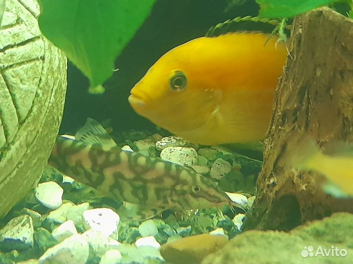 Лабидохромис Еллоу