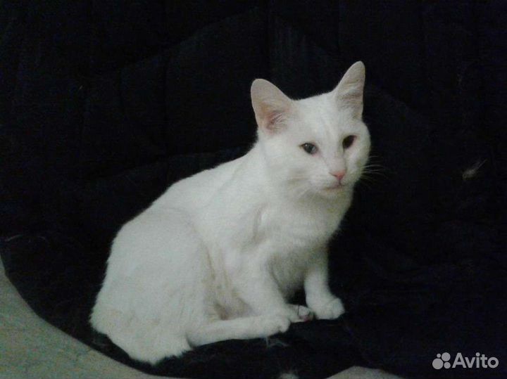 Спортивная кошка