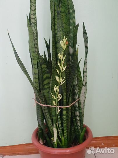 Сансевиерия