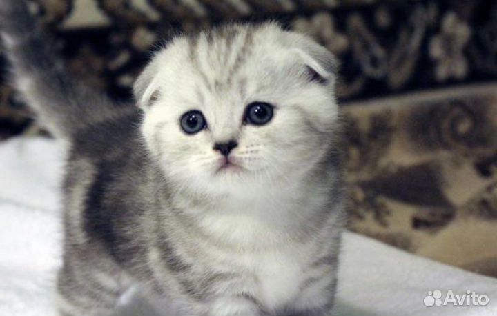 Кошки шотландцы