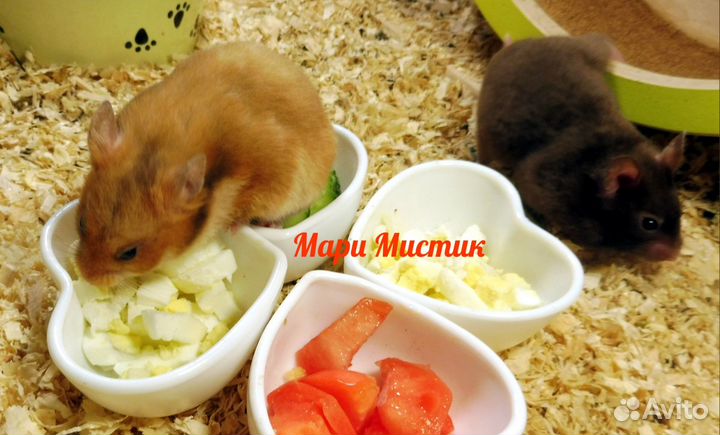 Более 10 разных окрасов хомяк видео