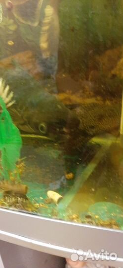 Рыбки большие для аквариума