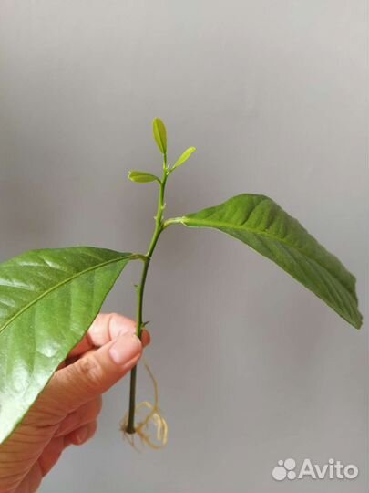 Лимонное дерево