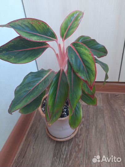 Аглаонема Крит