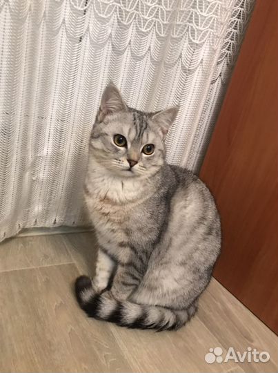 Шотландский кот вязка
