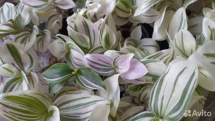 Традесканция зебрина