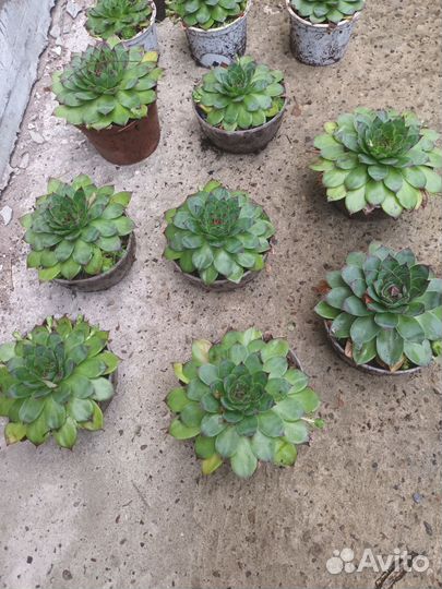 Молодило каменная роза