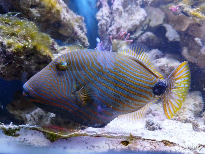 Морская рыбка