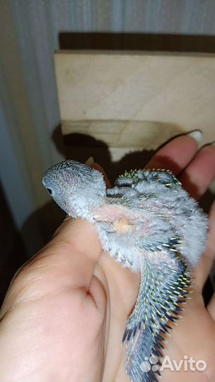 Птенцы волнистых попугаев