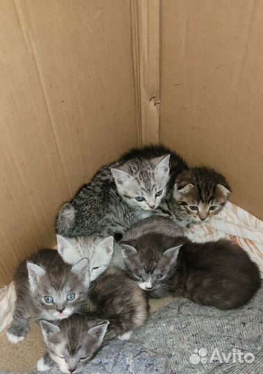 Шотландская