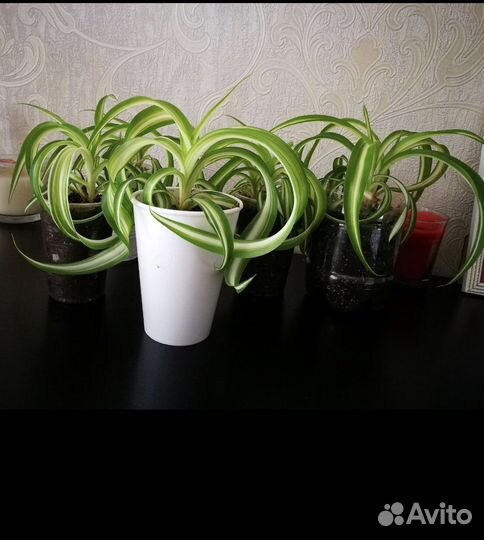 Подрощенный Хлорофитум бонни