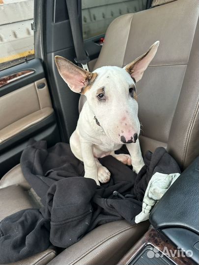 Стандартный бультерьер