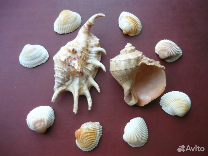 Раковины моллюсков