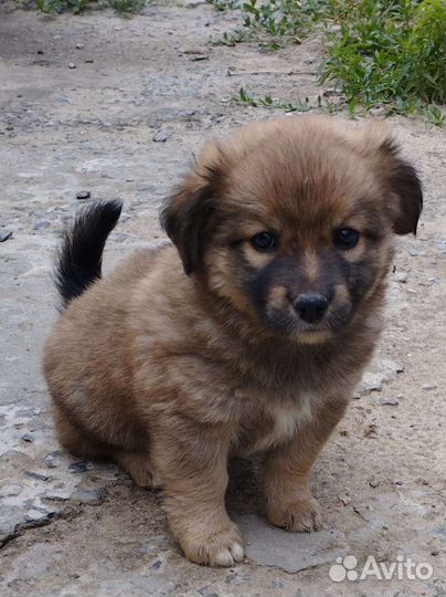 Собаки бесплатно в добрые руки щенки