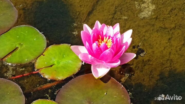 Растение водяная лилия (нимфея) кол-во ограничено