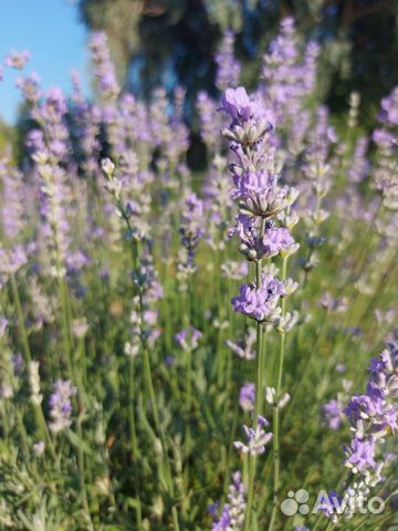 Лаванда саженцы