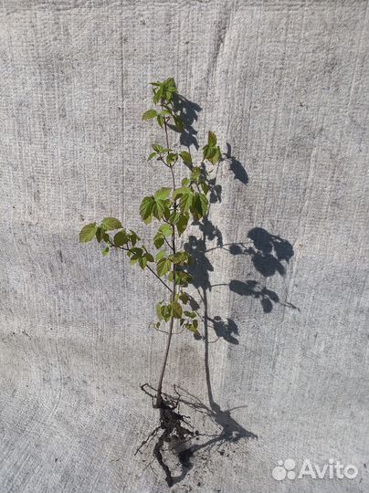 Клен Гиннала Саженцы