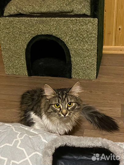 Милашка ищет спутника жизни