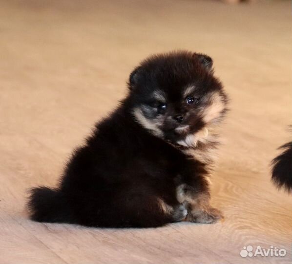 Шпицедетки