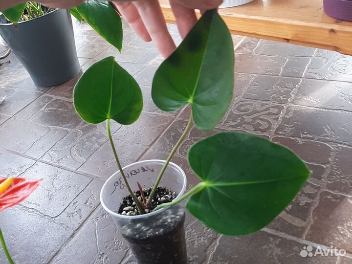 Антуриумы сортовые