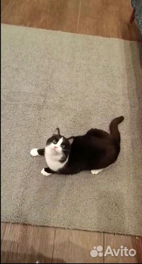 Маоышка Стелла