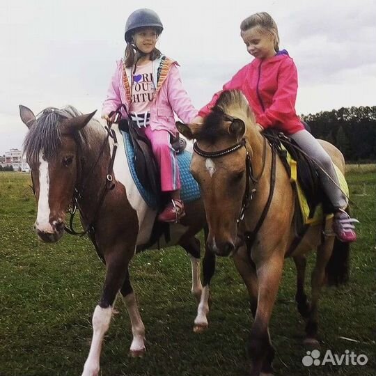 Продам лошадей