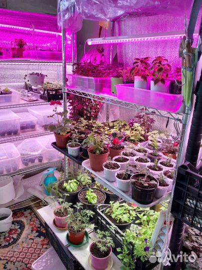 Черенки цветов