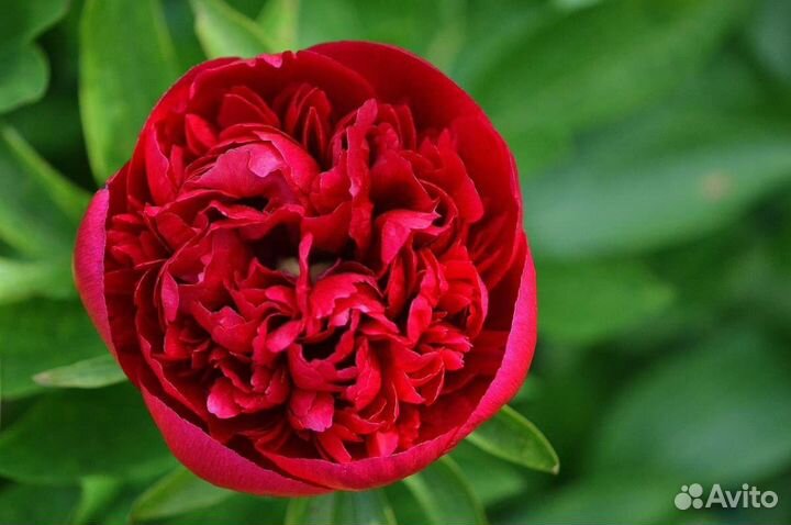 Пион Red Love