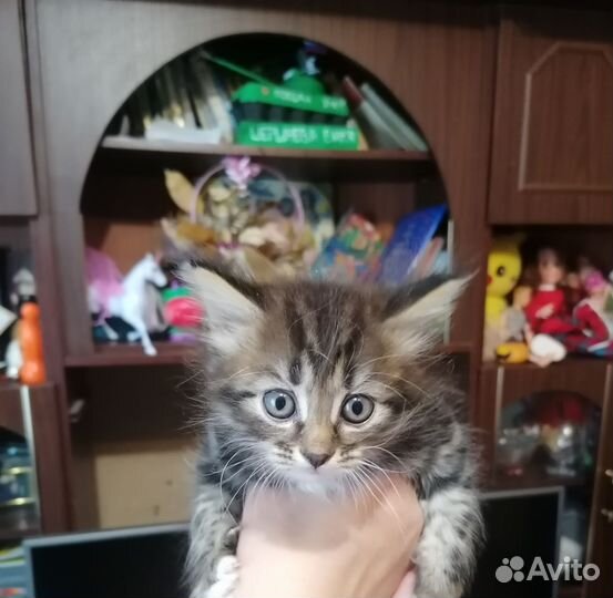 Котята норвежская лесная