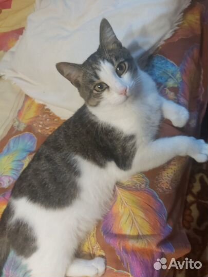 Отдам котика добрым людям