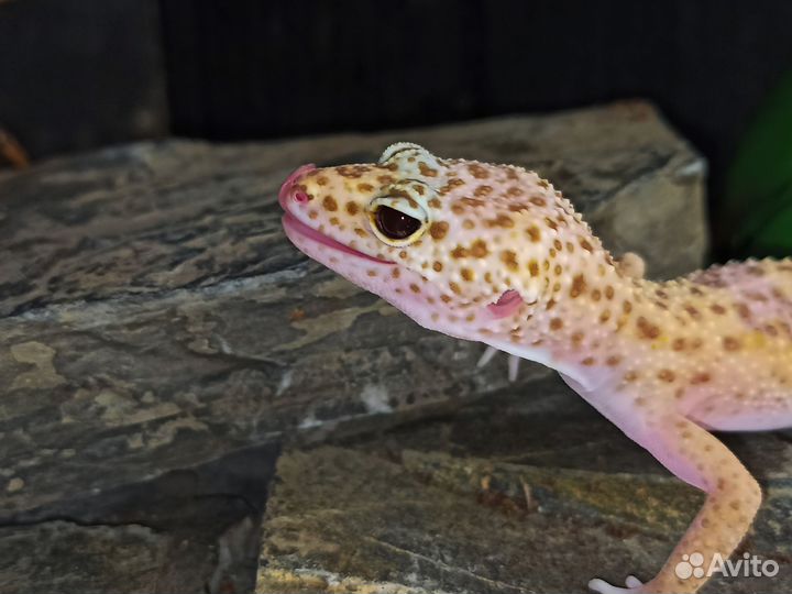 Пятнистый леопардовый эублефар