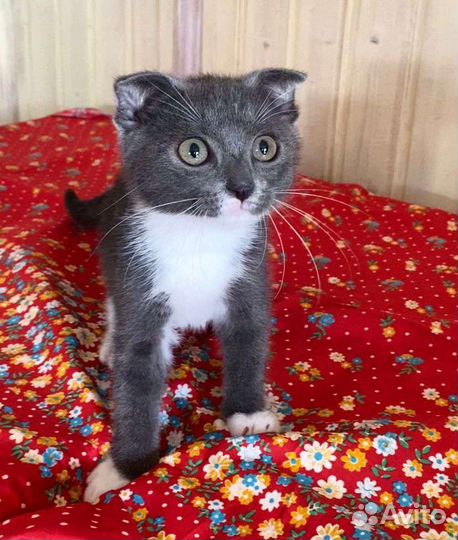 Милый котенок в добрые руки