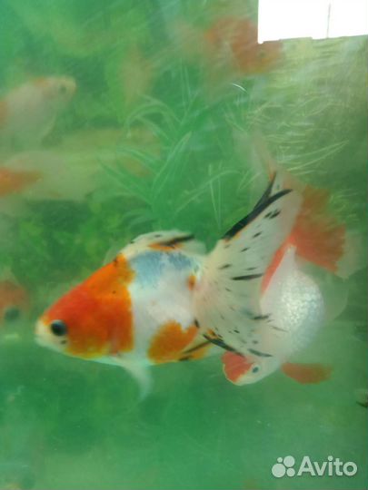 Золотые рыбки, телескопы