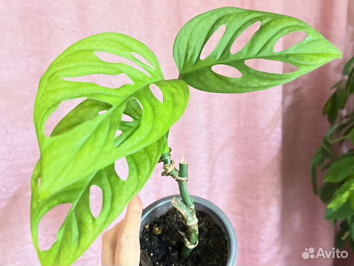 Филодендроны