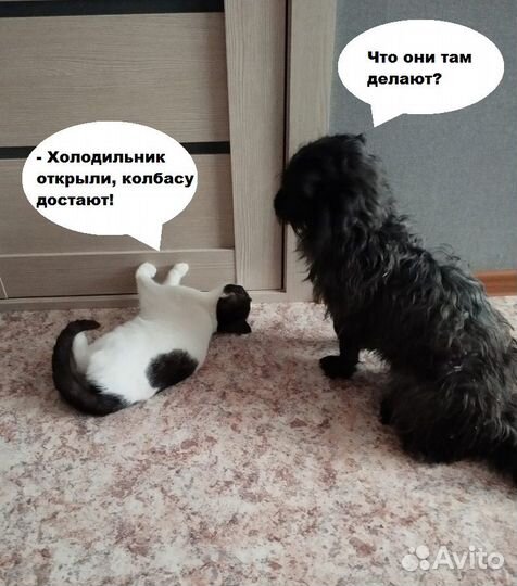 Мелкий пёсик